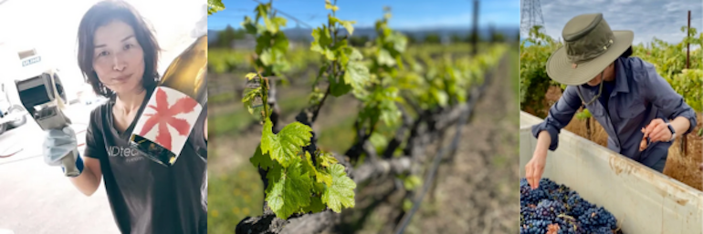 シックス・クローヴス